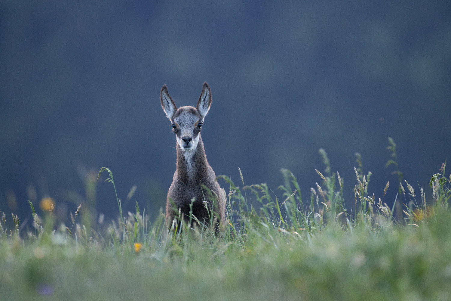 Gamuza de Hohneck o de otro lugar