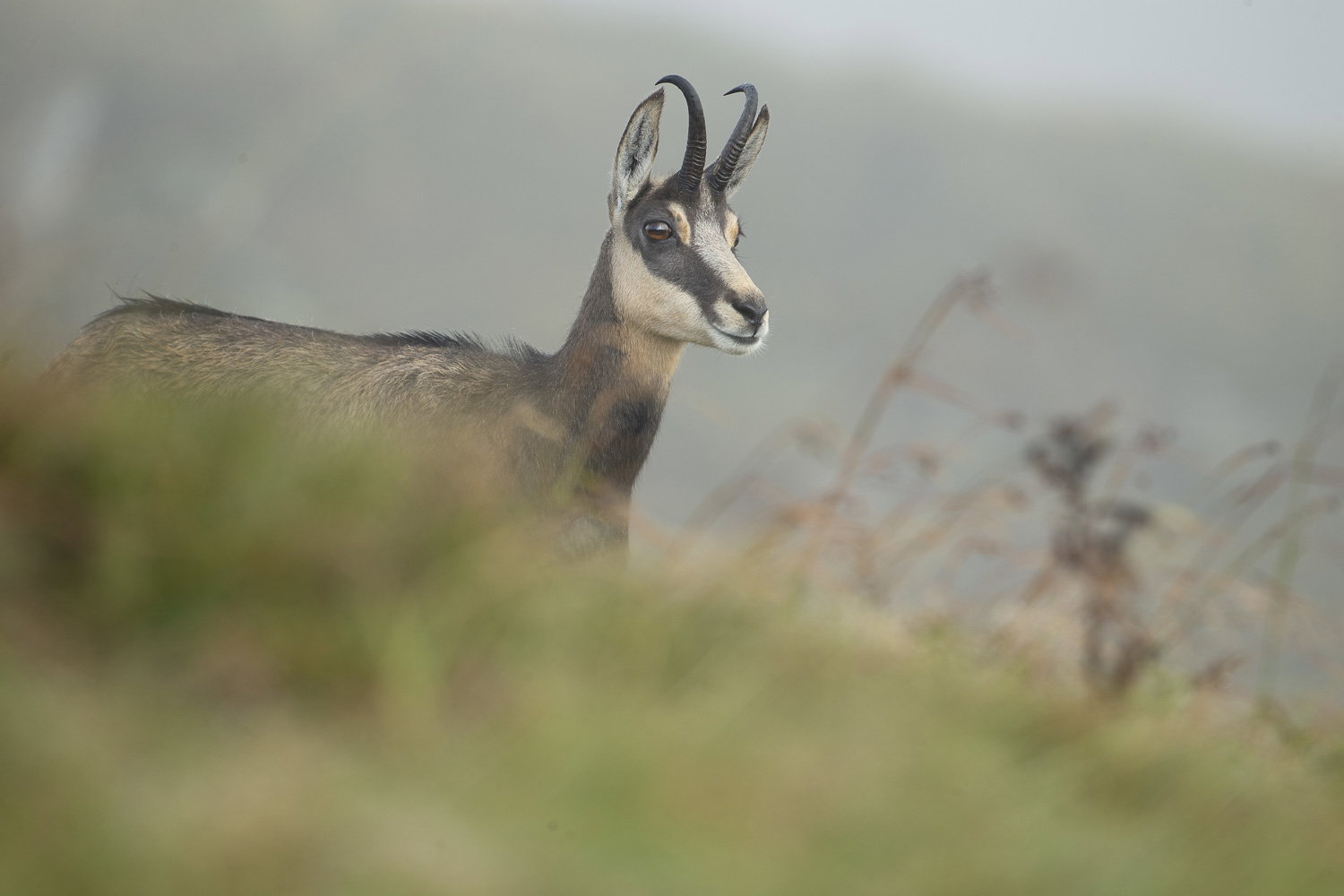 Gamuza de Hohneck o de otro lugar