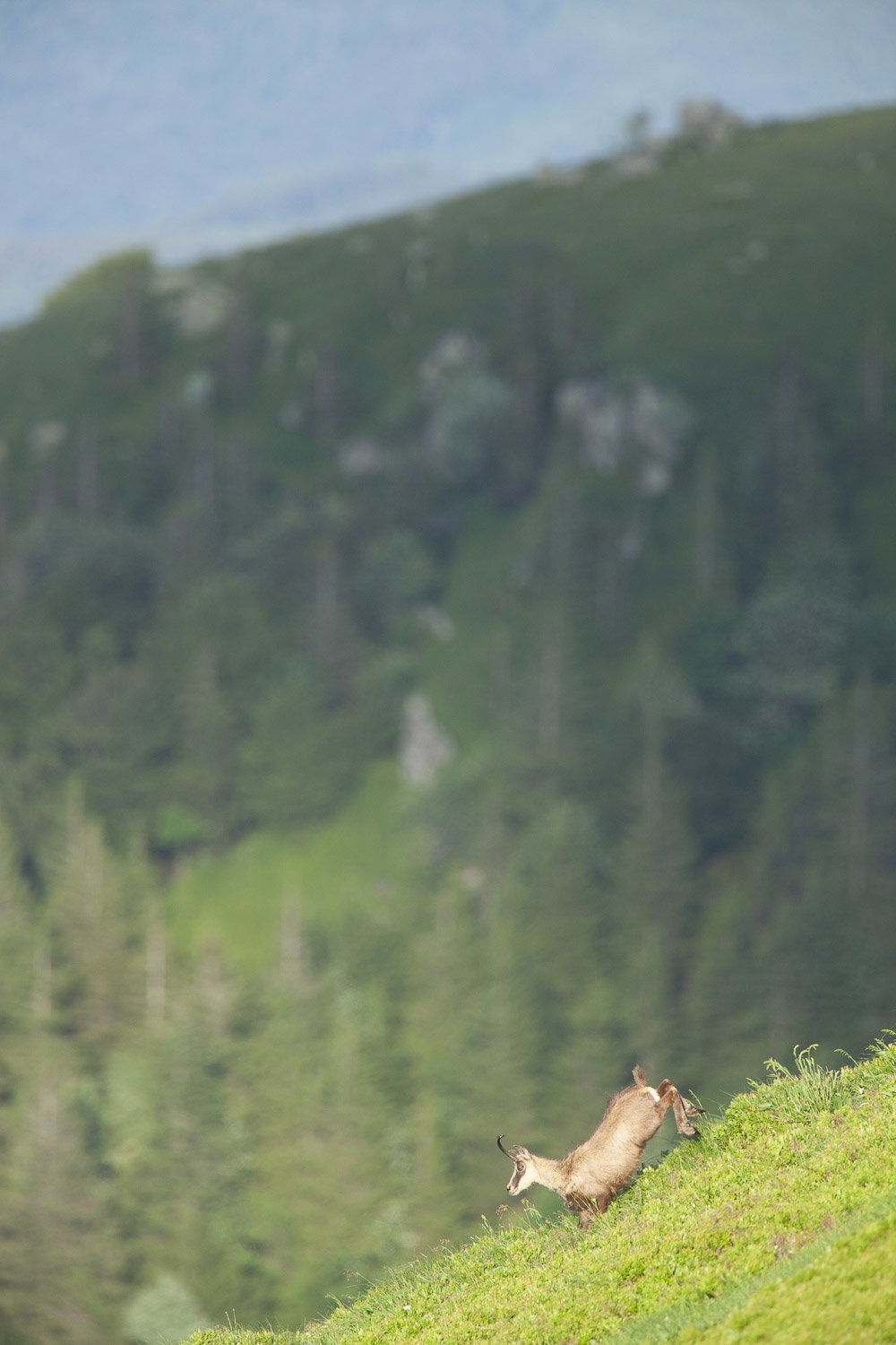 Gamuza de Hohneck o de otro lugar