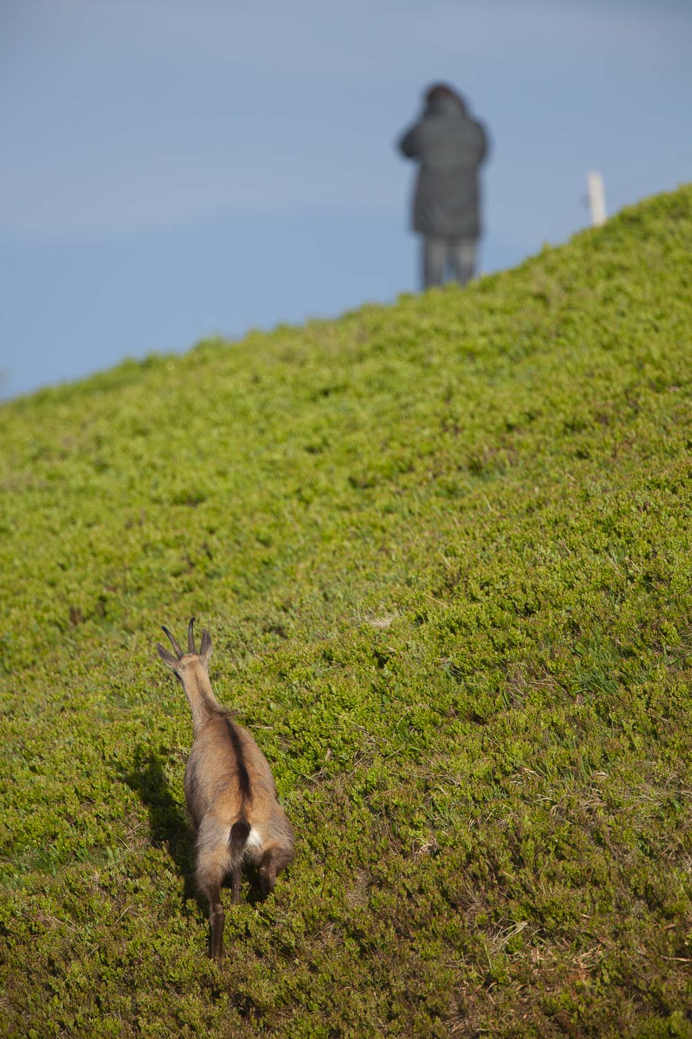 Gamuza de Hohneck o de otro lugar
