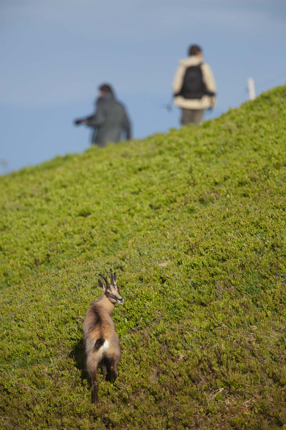 Gamuza de Hohneck o de otro lugar