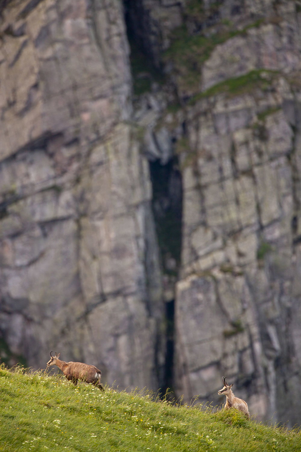 Gamuza de Hohneck o de otro lugar