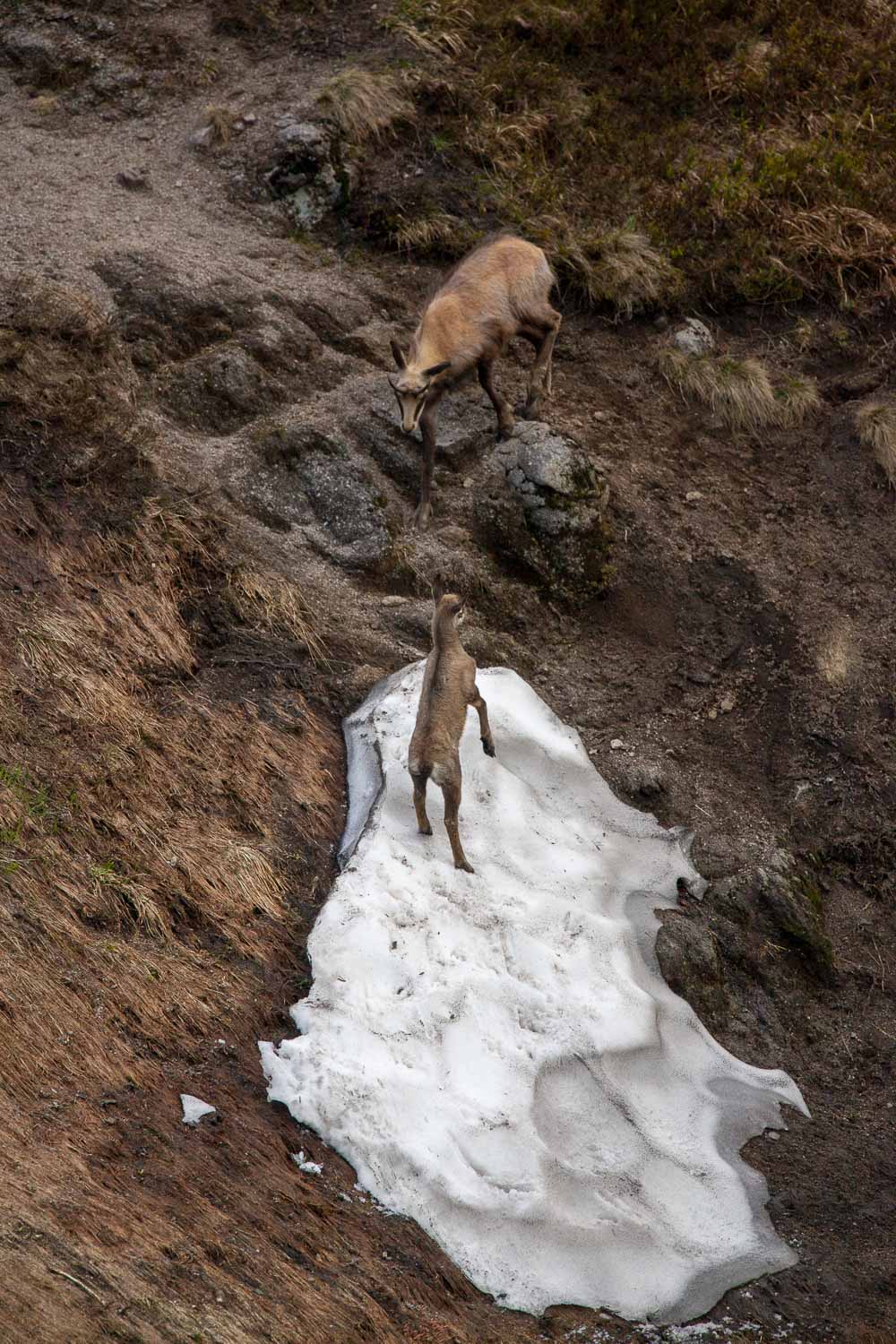 Gamuza de Hohneck o de otro lugar