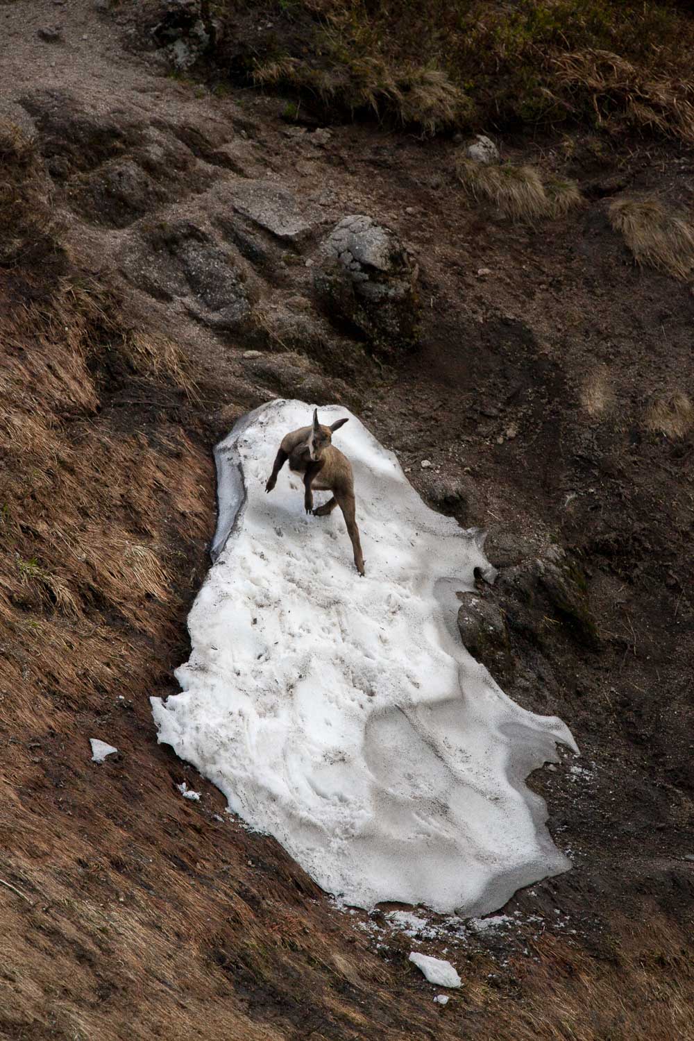 Gamuza de Hohneck o de otro lugar