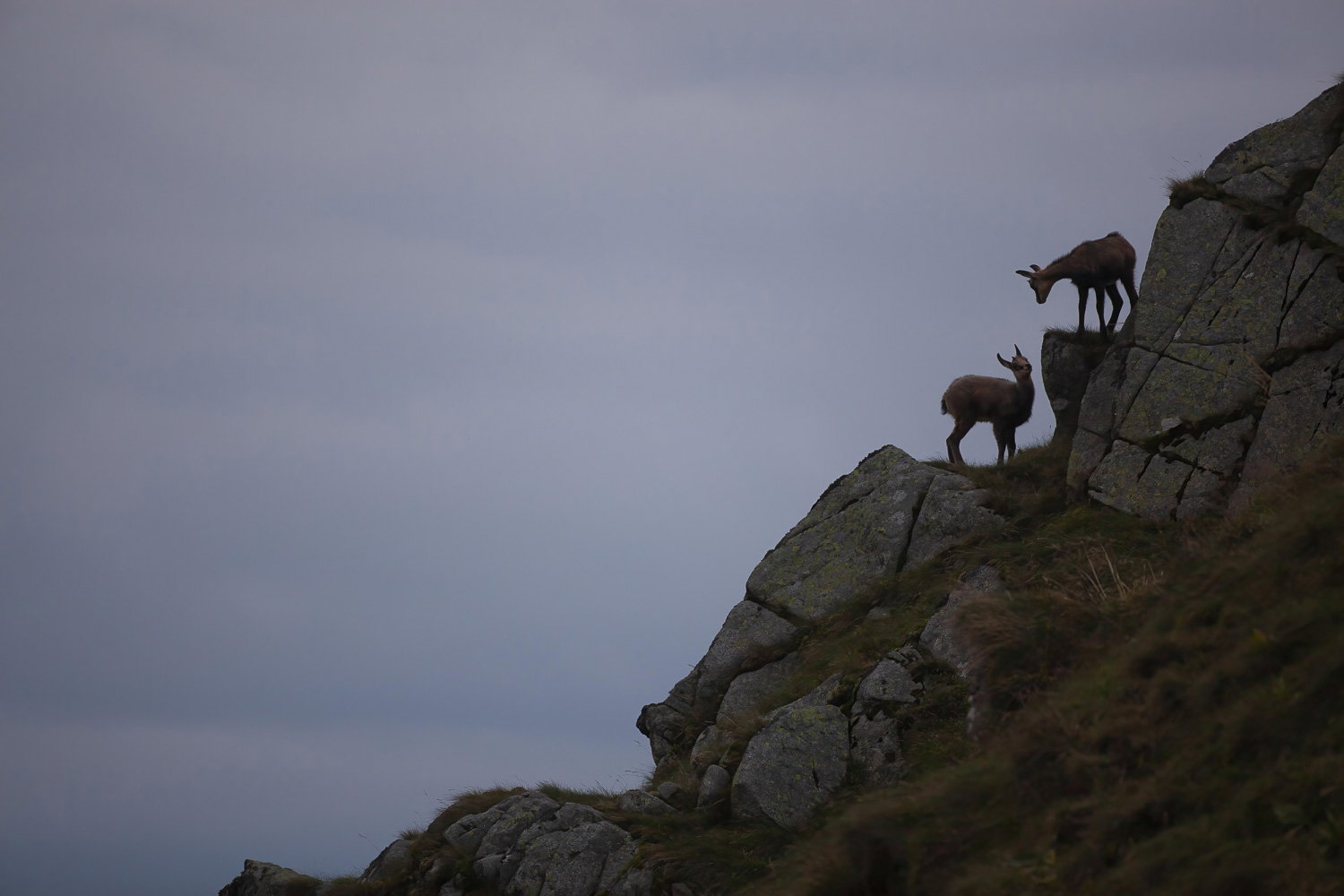 Gamuza de Hohneck o de otro lugar