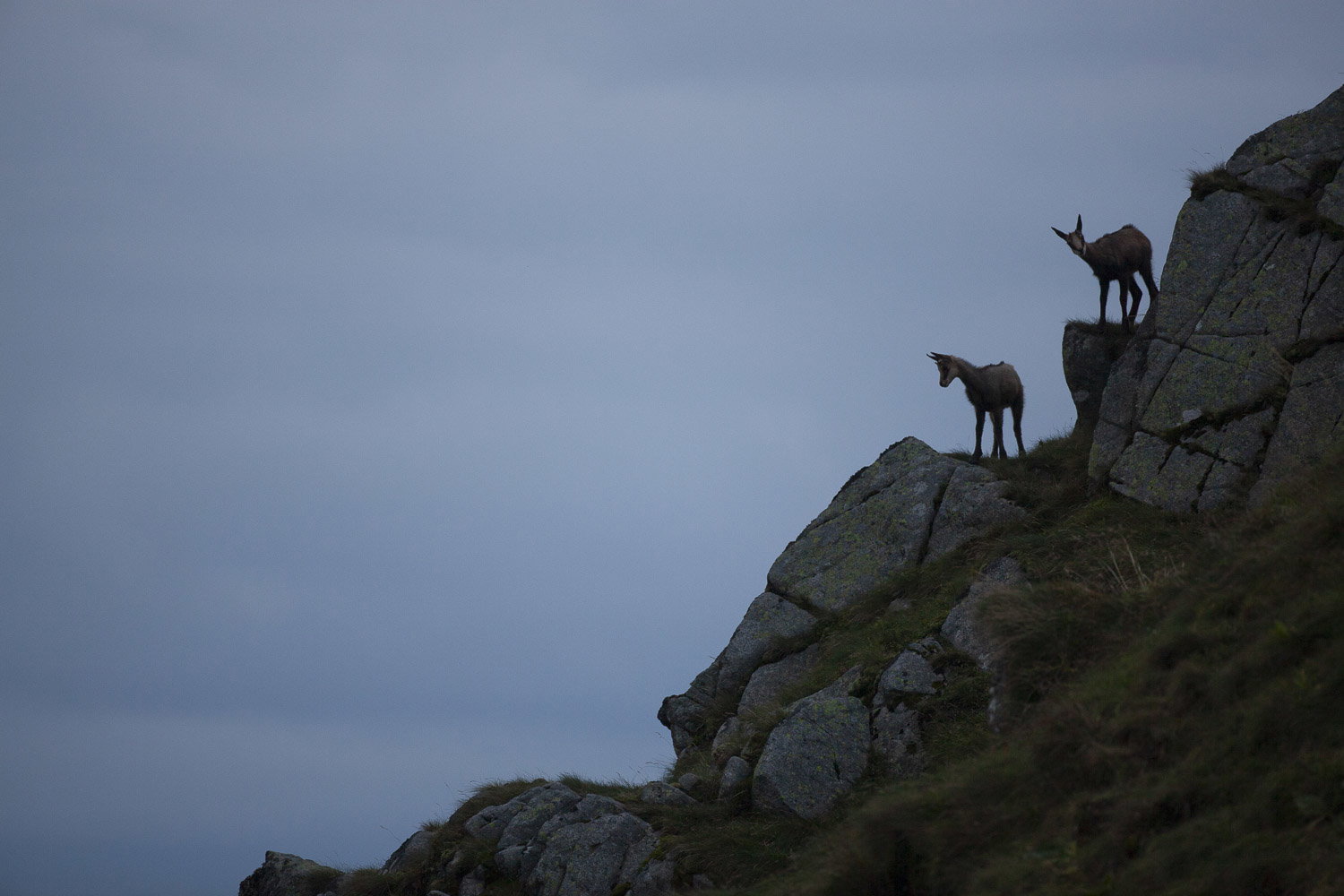 Gamuza de Hohneck o de otro lugar
