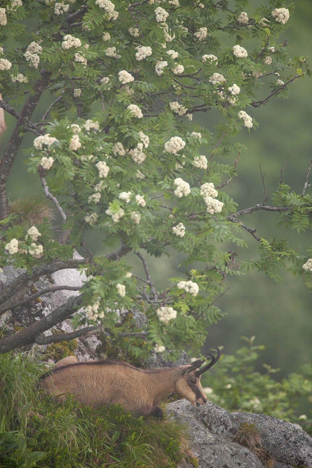 Gamuza de Hohneck o de otro lugar