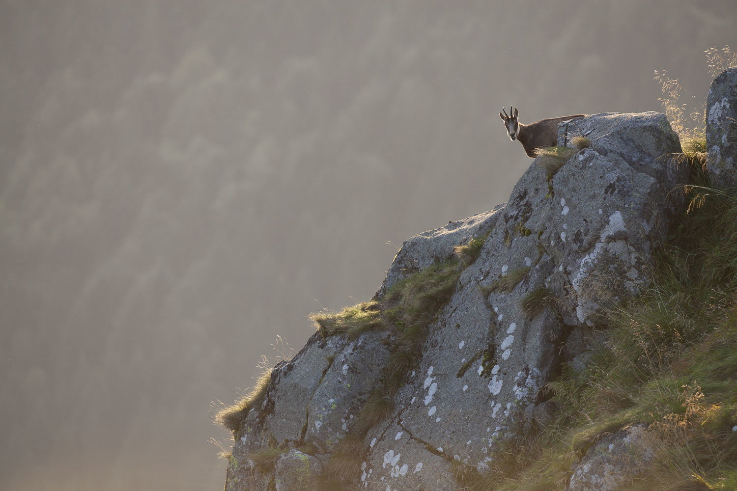Gamuza de Hohneck o de otro lugar