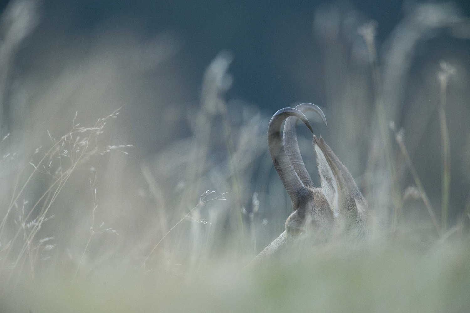 Gamuza de Hohneck o de otro lugar