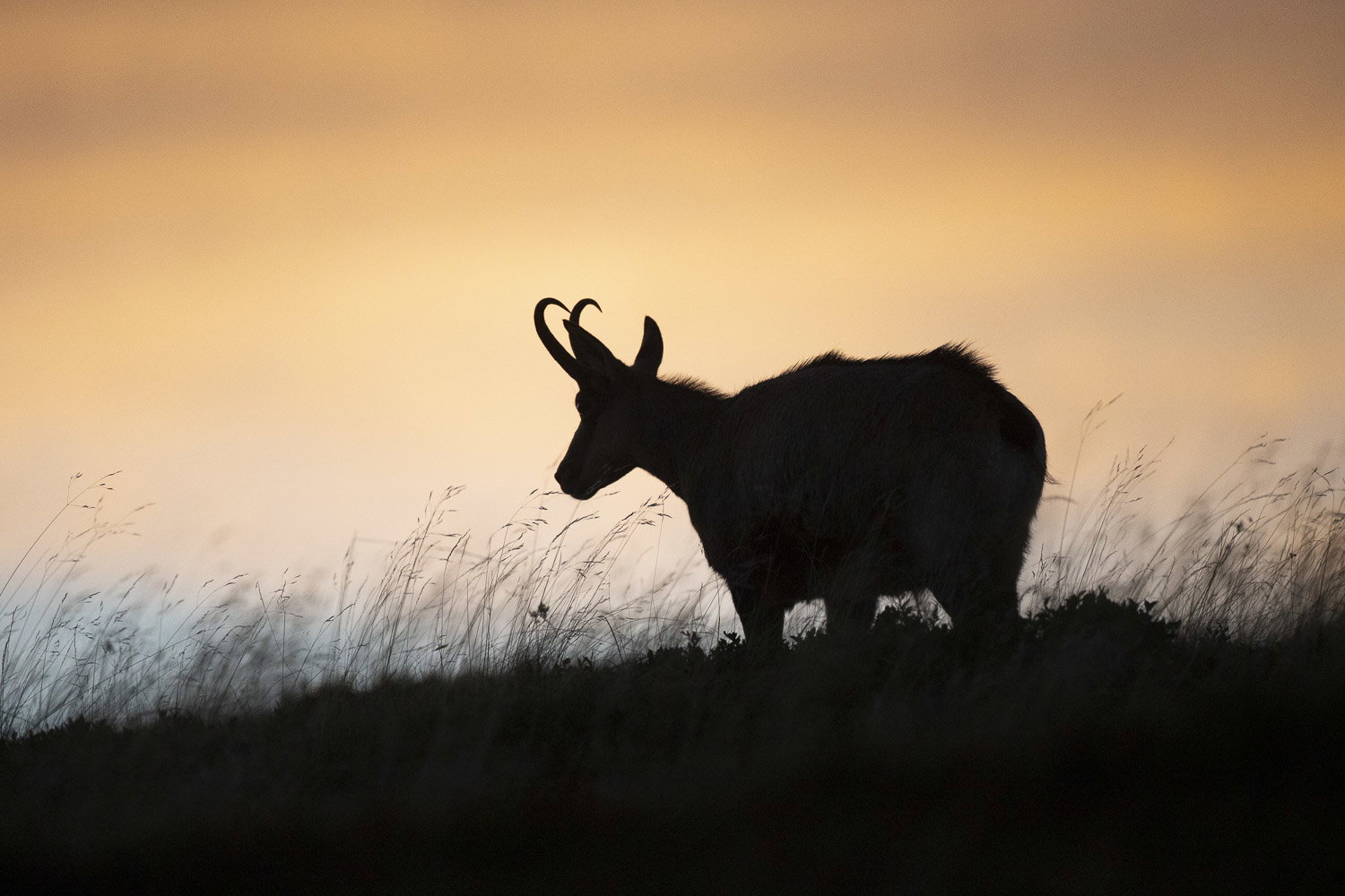 Gamuza de Hohneck o de otro lugar