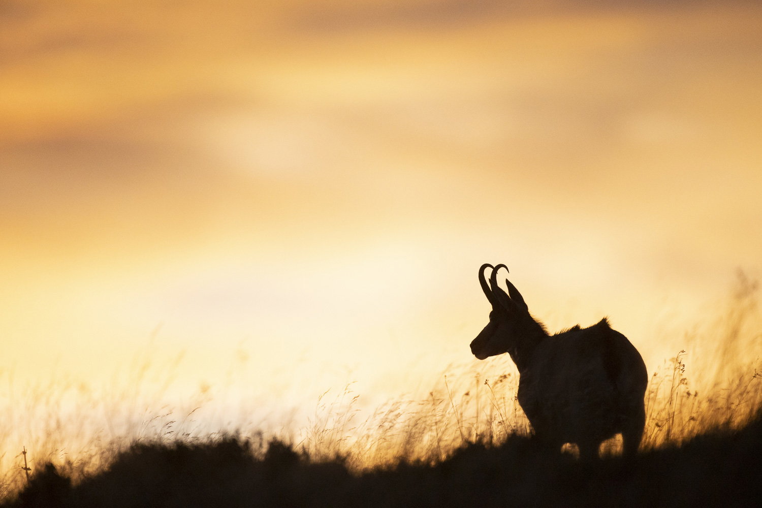 Gamuza de Hohneck o de otro lugar