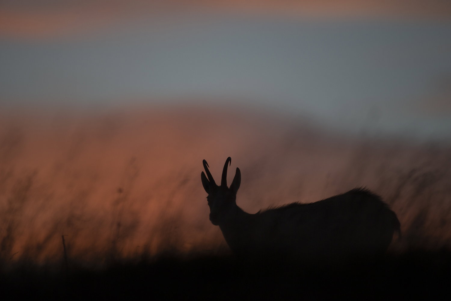 Gamuza de Hohneck o de otro lugar