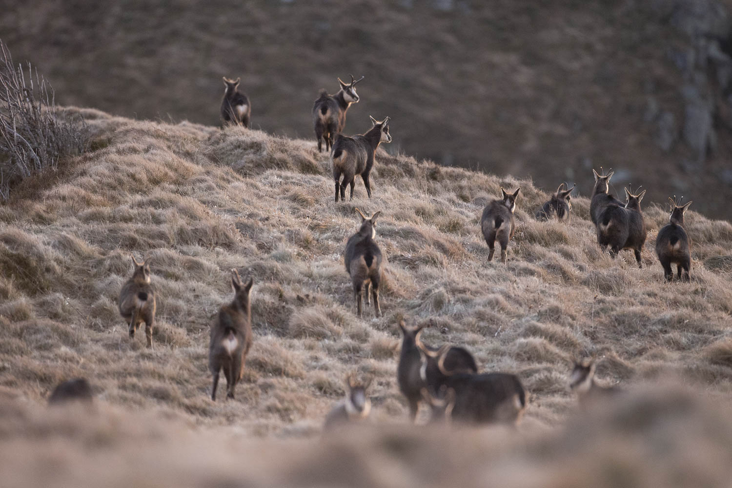 Gamuza de Hohneck o de otro lugar