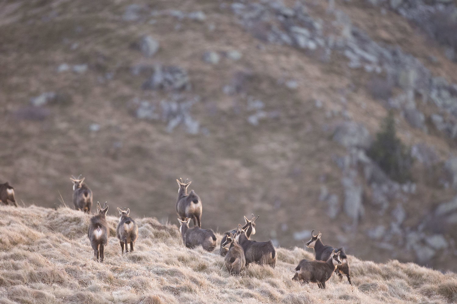 Gamuza de Hohneck o de otro lugar