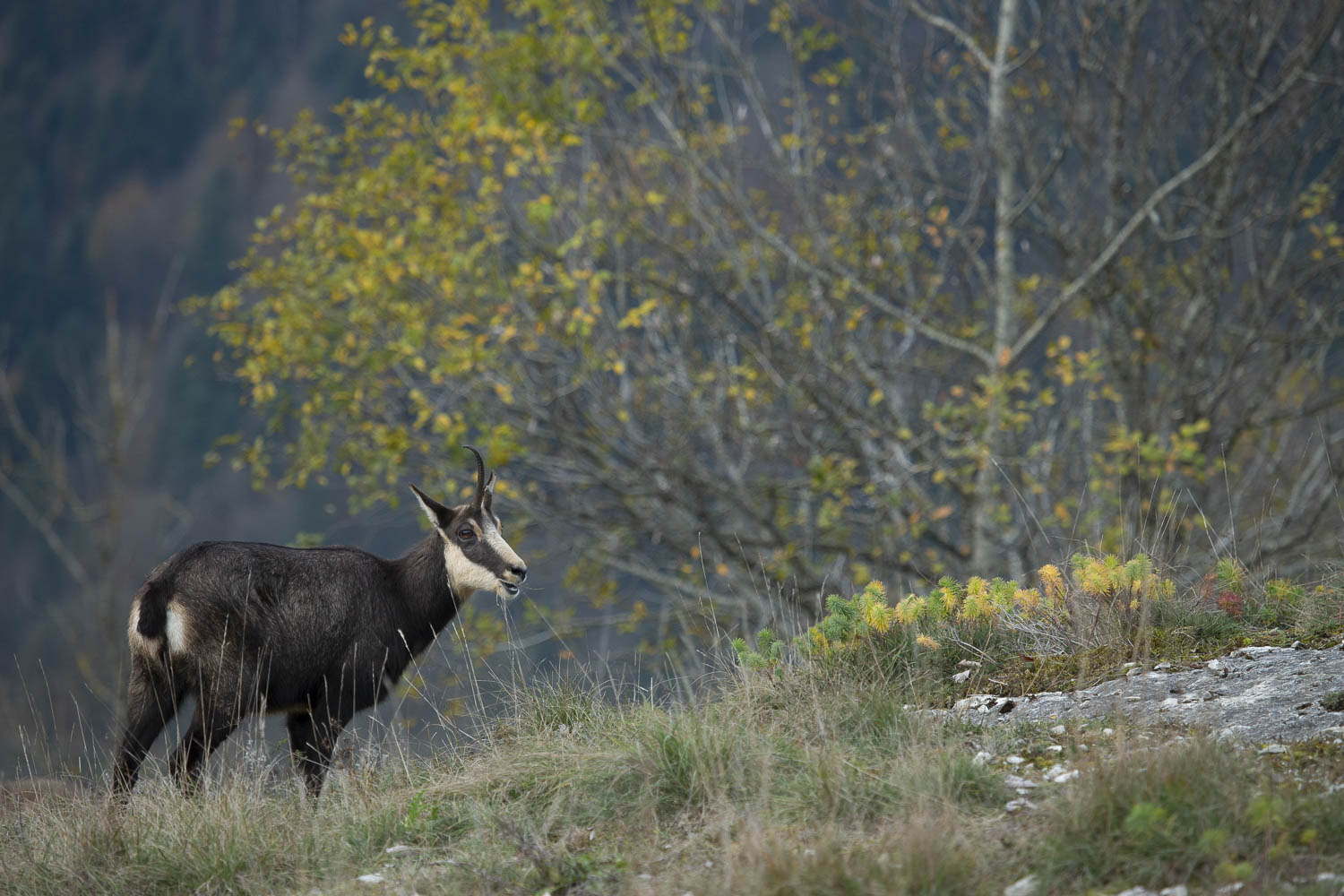 Gamuza de Hohneck o de otro lugar