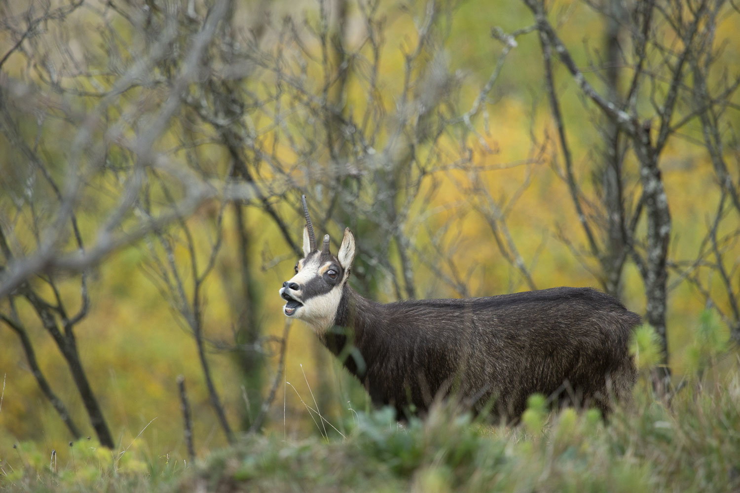Gamuza de Hohneck o de otro lugar