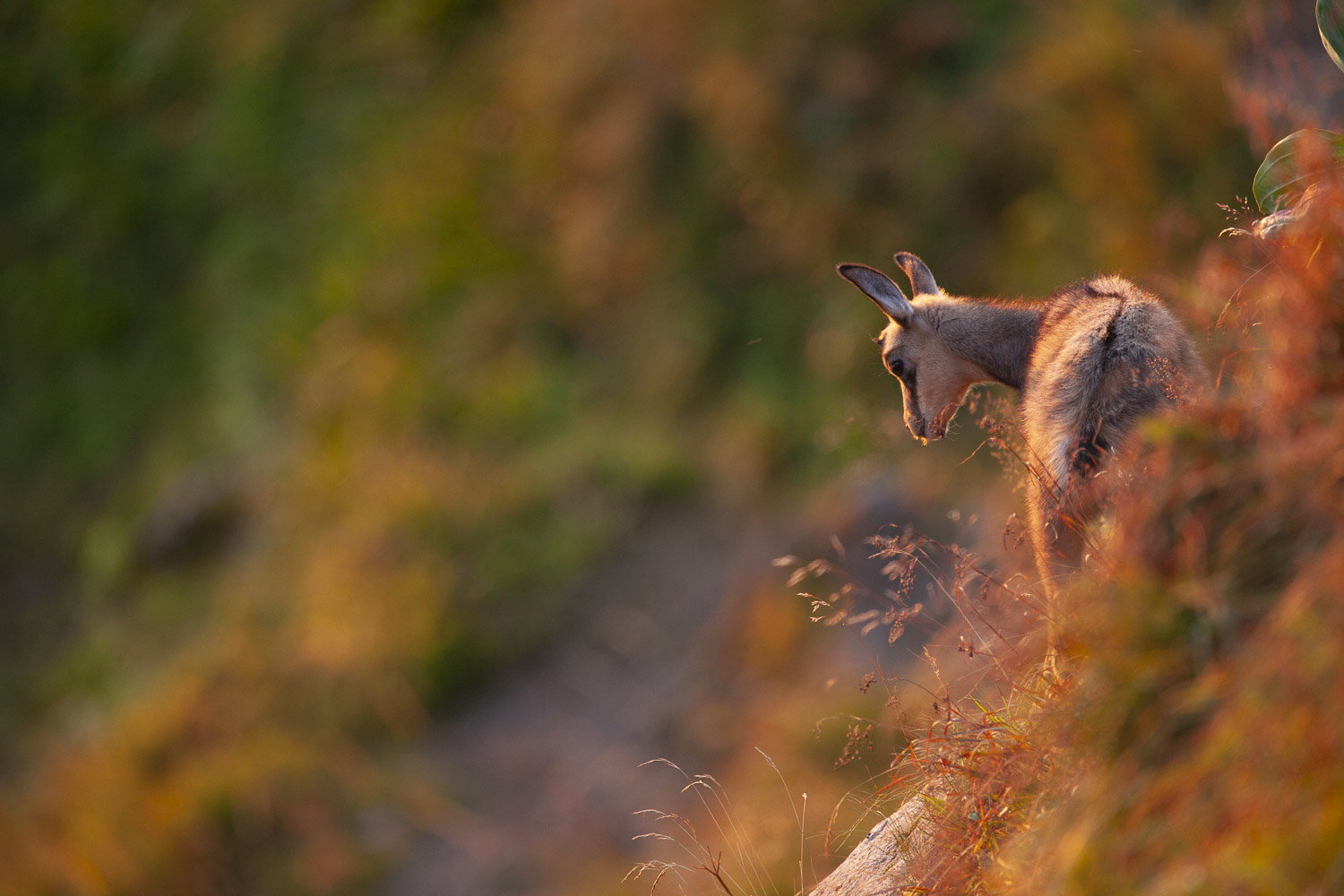 Gamuza de Hohneck o de otro lugar