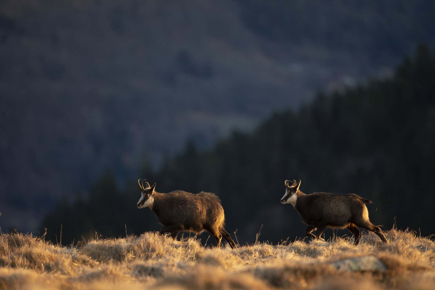 Gamuza de Hohneck o de otro lugar