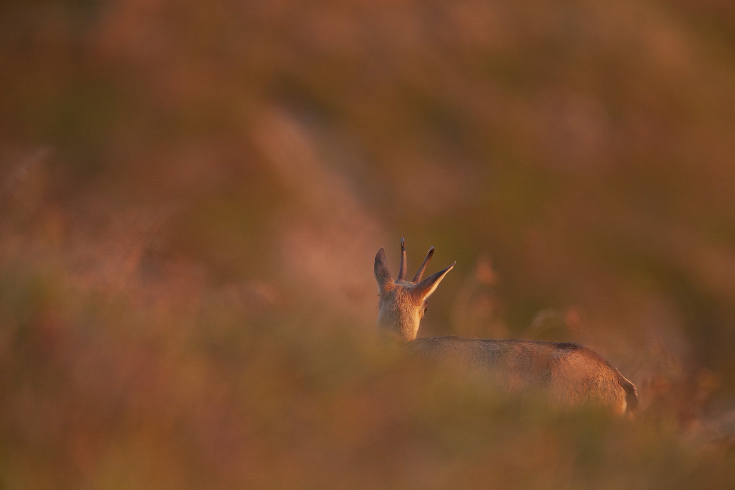 Gamuza de Hohneck o de otro lugar