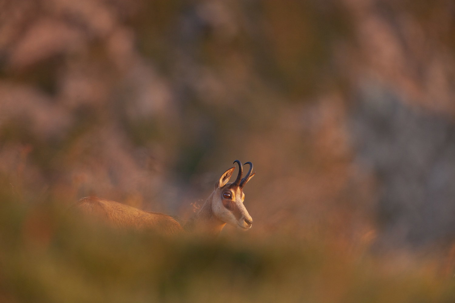 Gamuza de Hohneck o de otro lugar