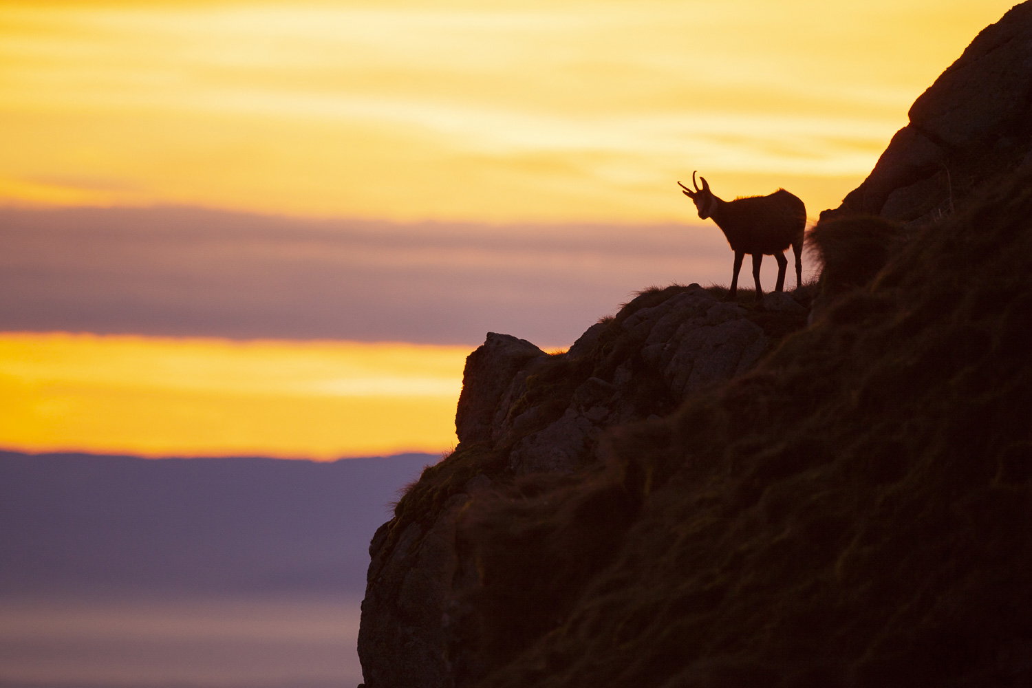 Gamuza de Hohneck o de otro lugar