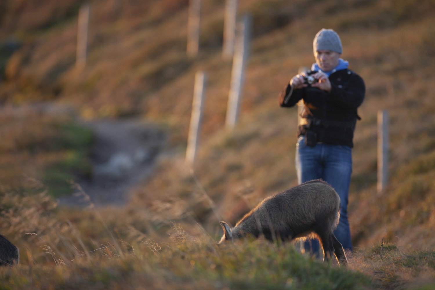 Gamuza de Hohneck o de otro lugar