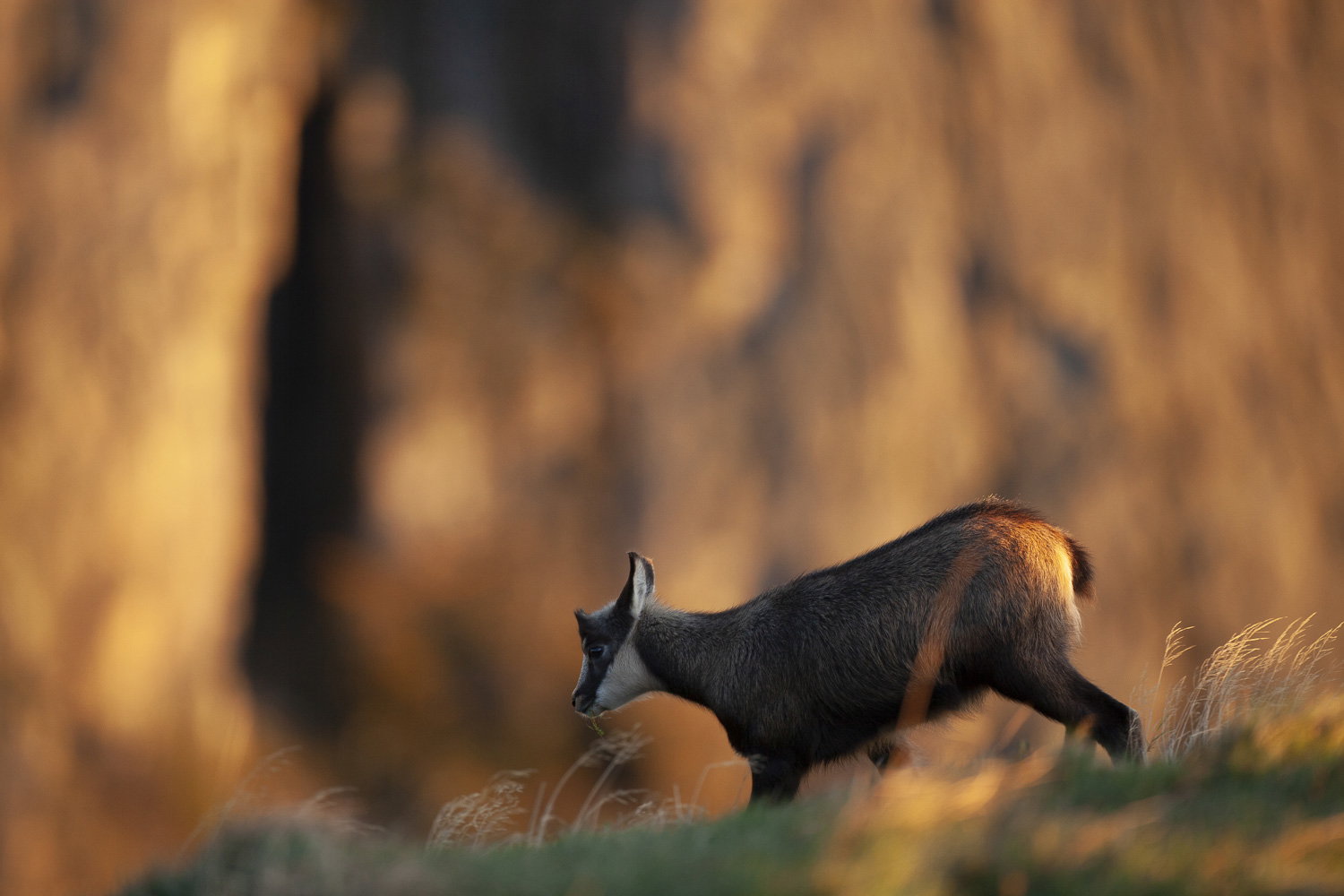 Gamuza de Hohneck o de otro lugar