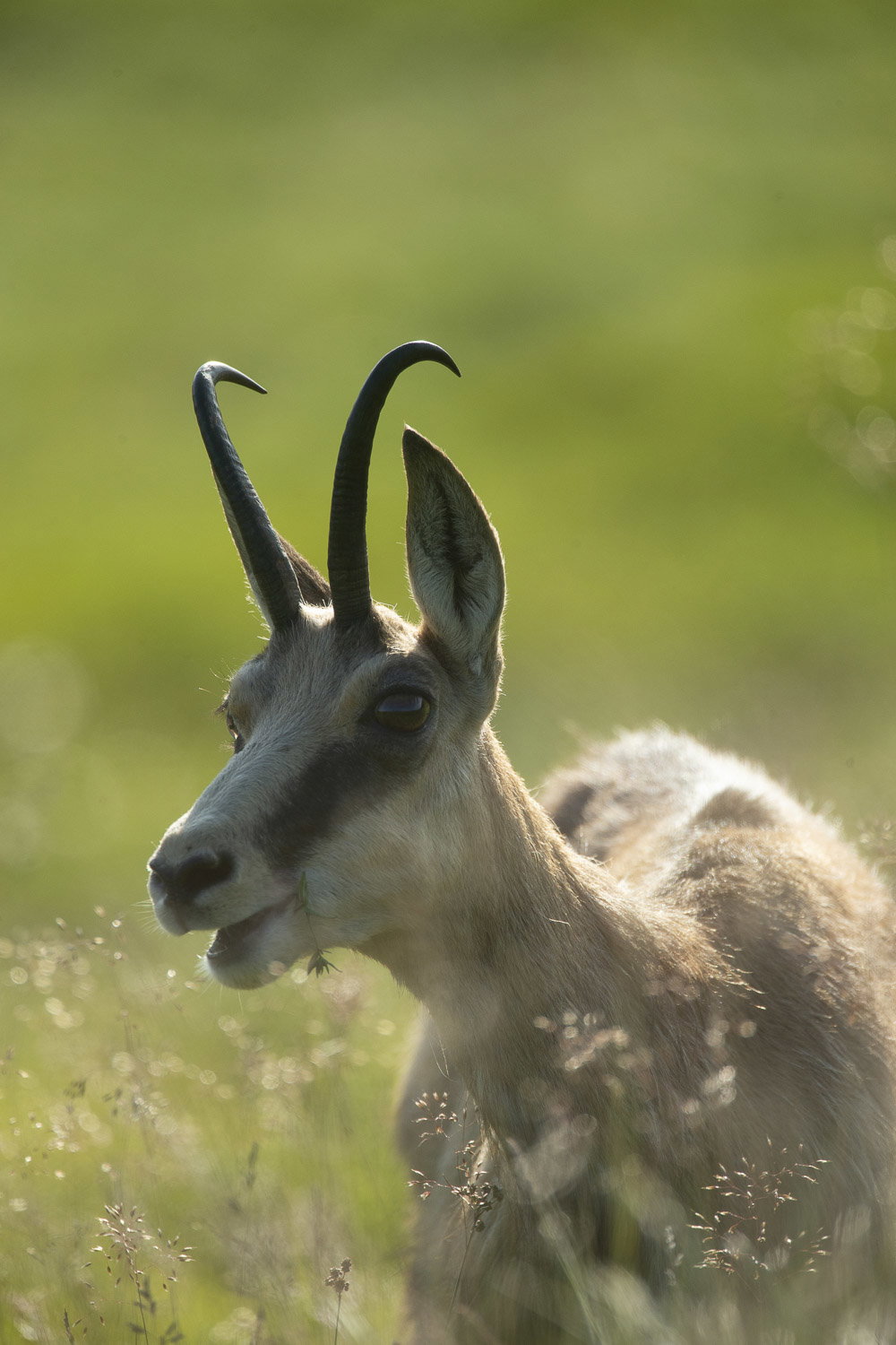 Gamuza de Hohneck o de otro lugar