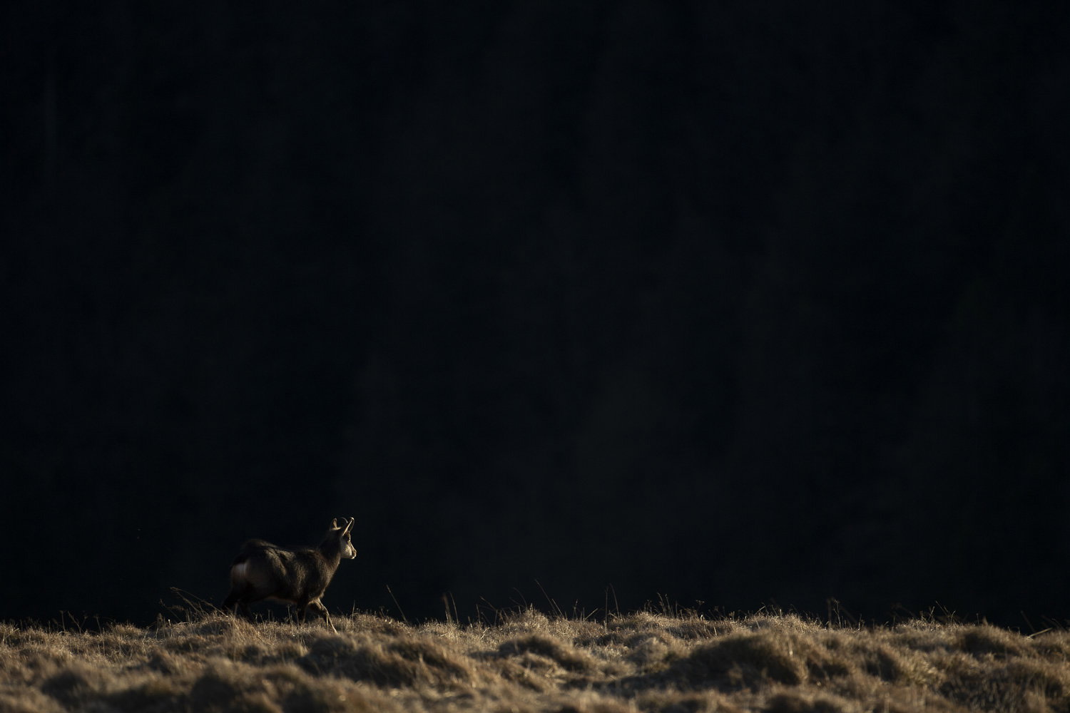 Gamuza de Hohneck o de otro lugar