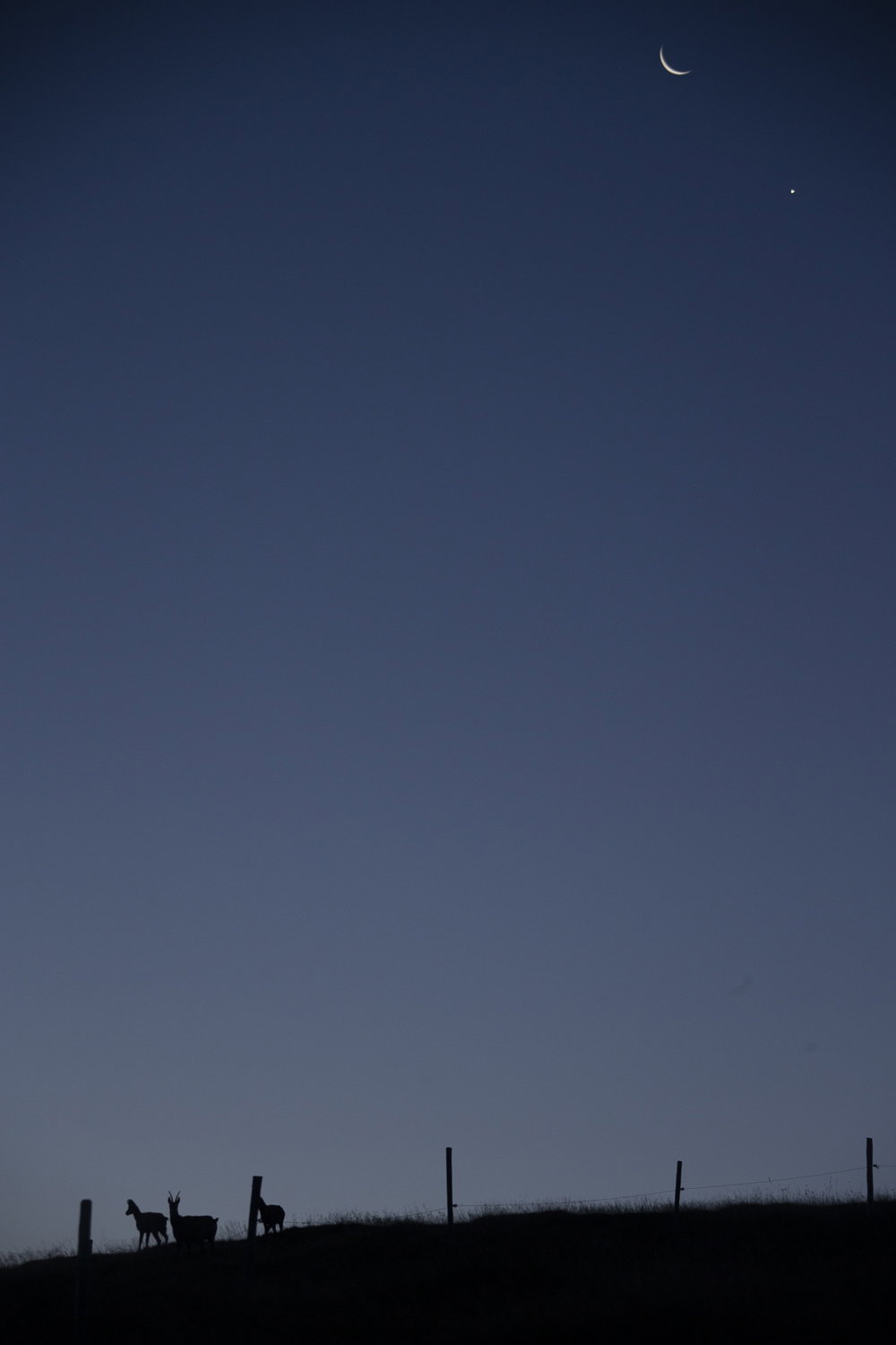 Gamuza de Hohneck o de otro lugar