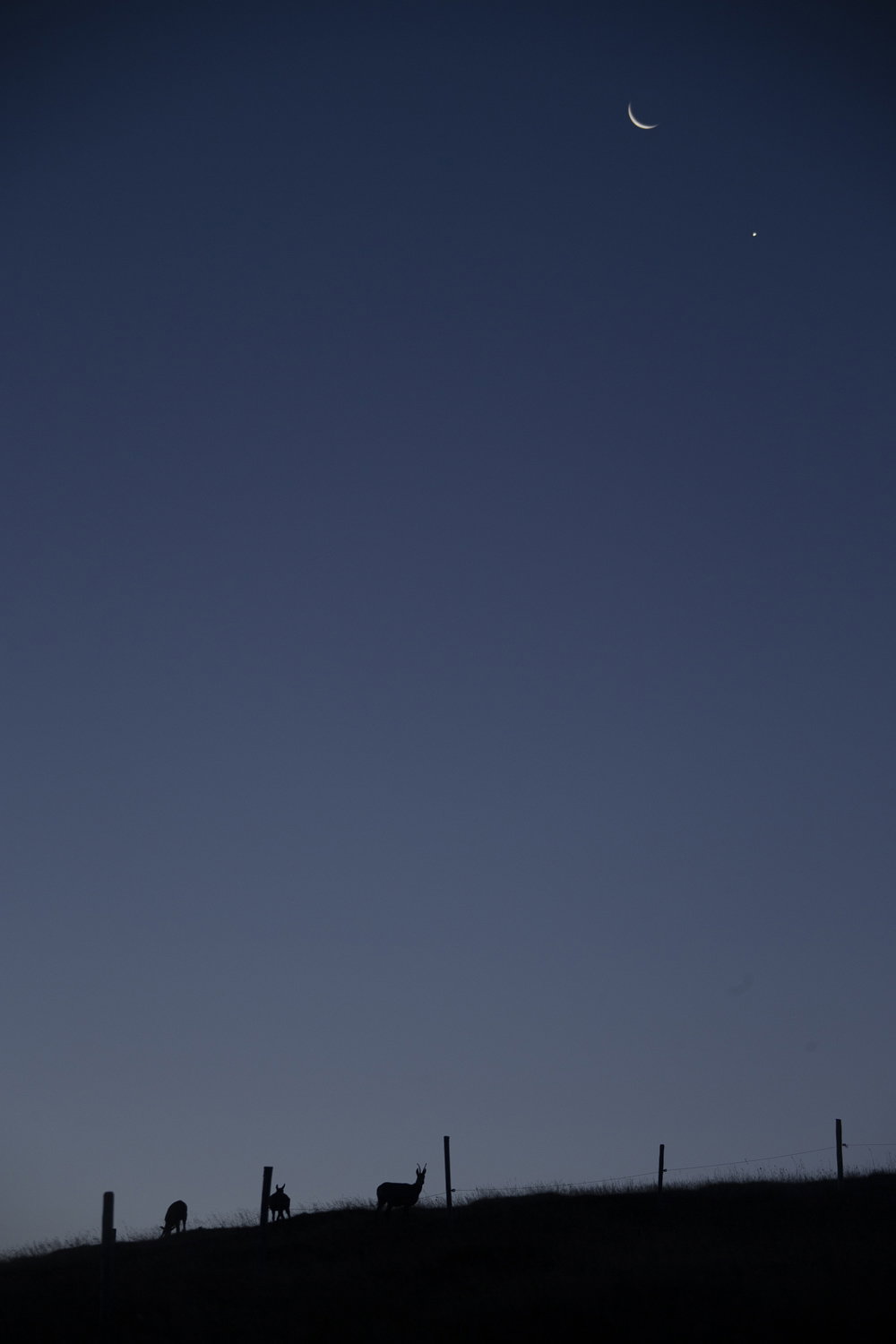 Gamuza de Hohneck o de otro lugar