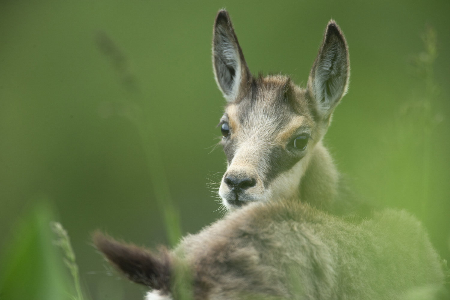 Gamuza de Hohneck o de otro lugar