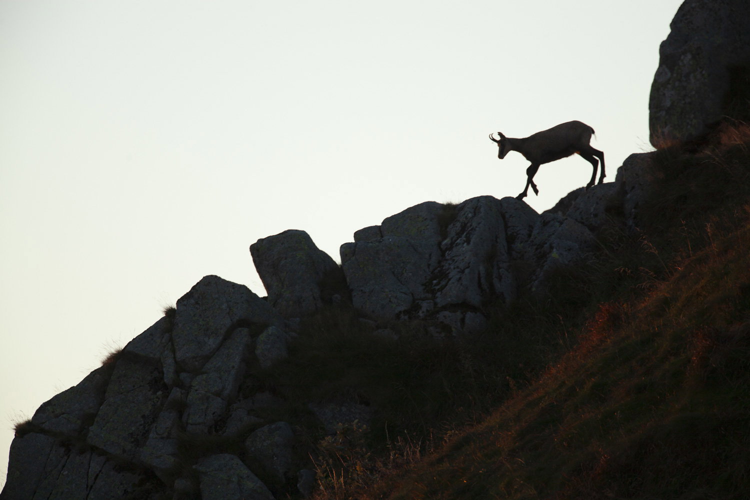 Gamuza de Hohneck o de otro lugar