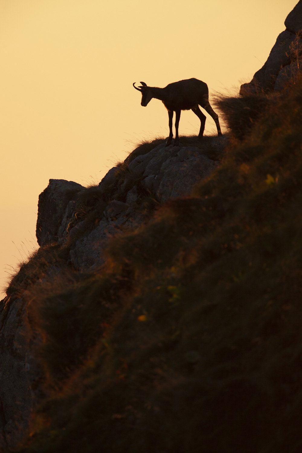 Gamuza de Hohneck o de otro lugar