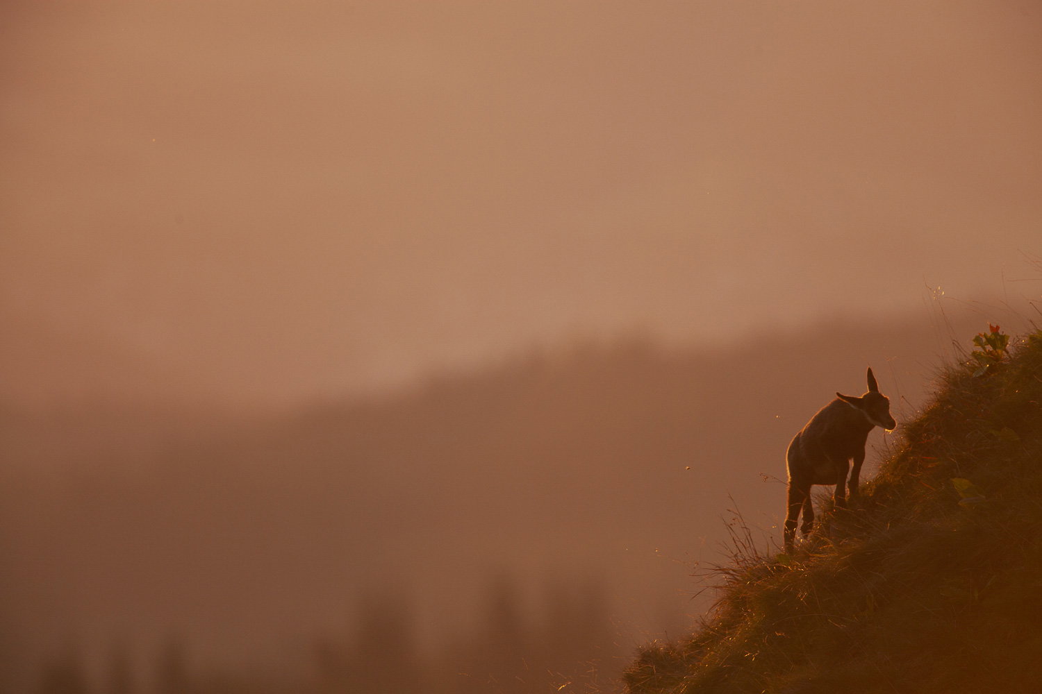 Gamuza de Hohneck o de otro lugar