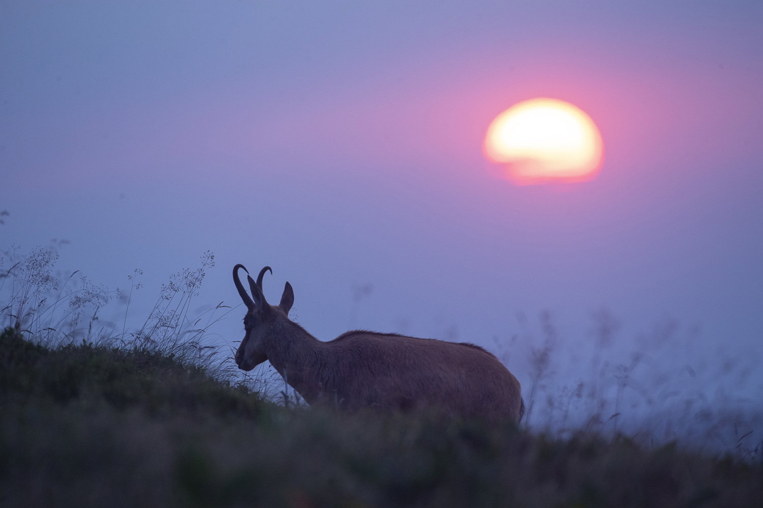 Gamuza de Hohneck o de otro lugar