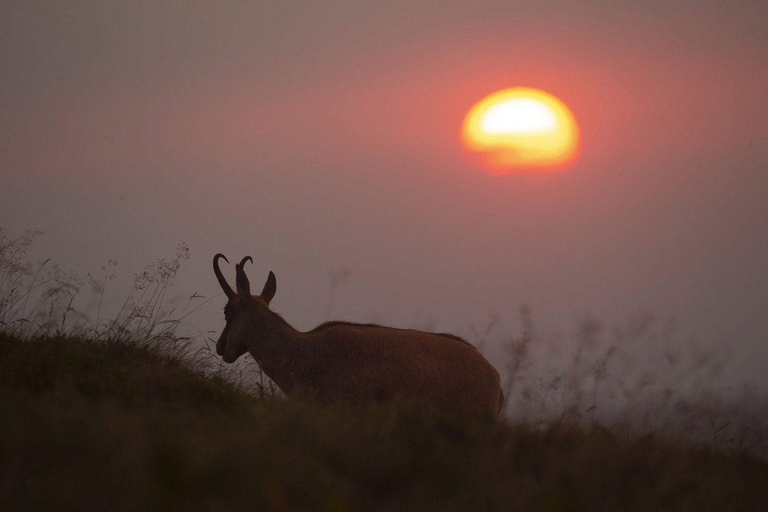 Gamuza de Hohneck o de otro lugar