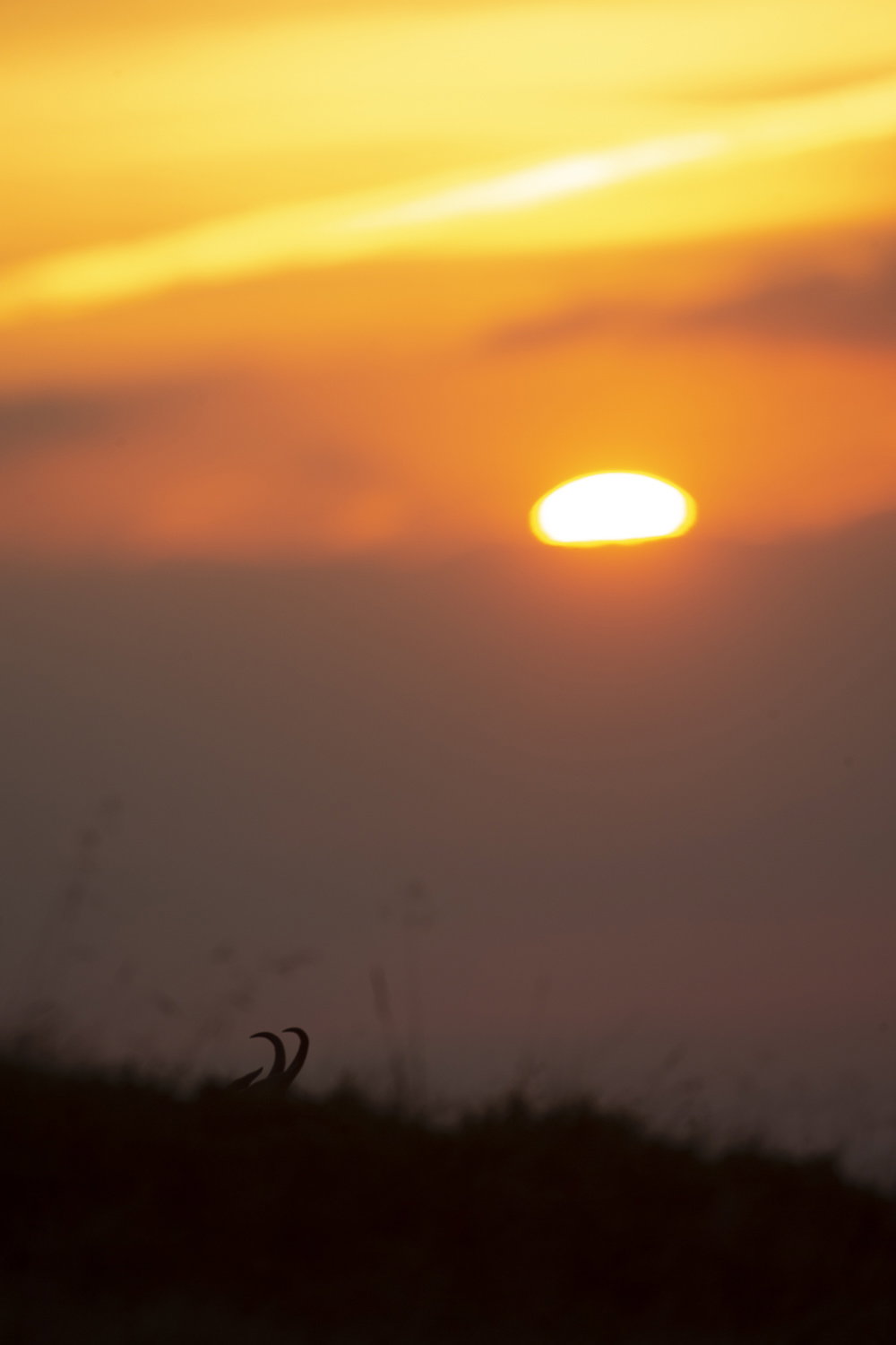 Gamuza de Hohneck o de otro lugar