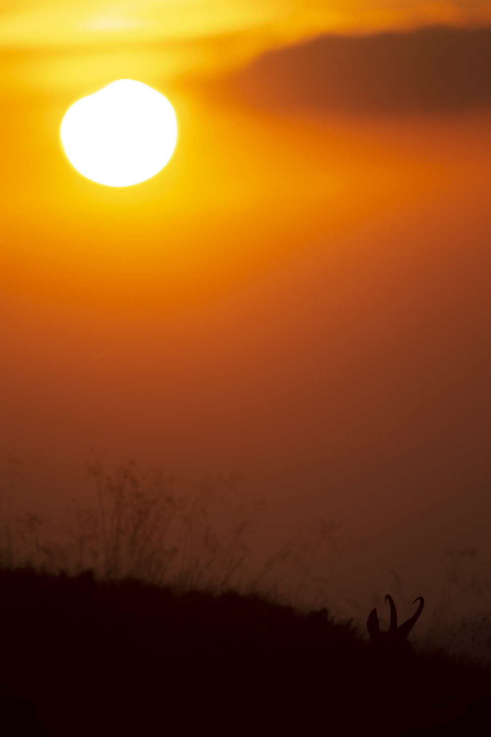 Gamuza de Hohneck o de otro lugar