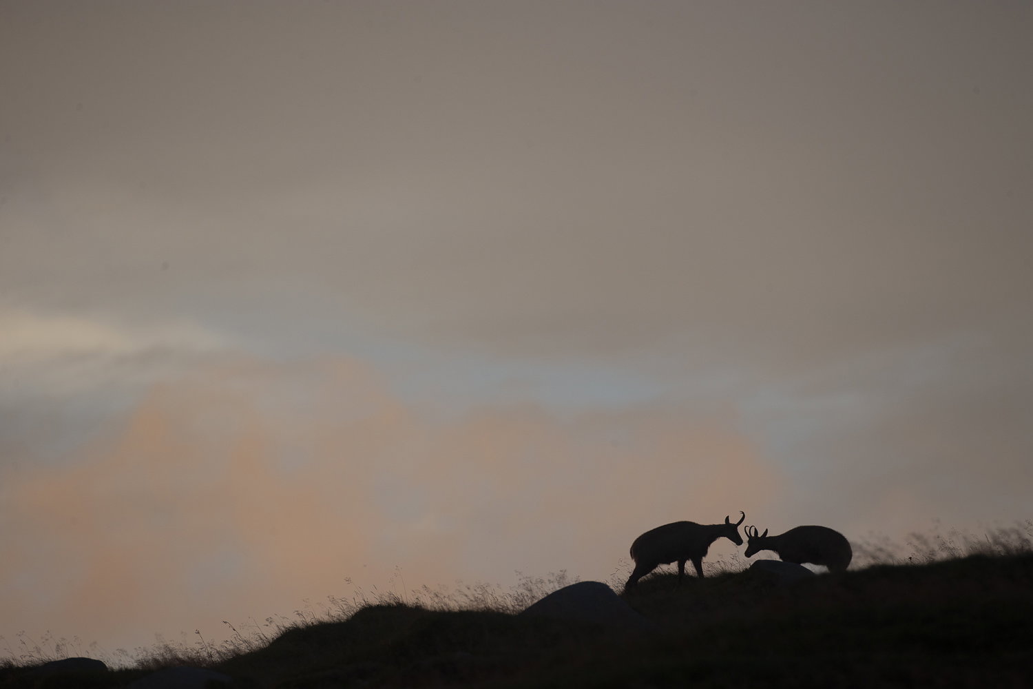 Gamuza de Hohneck o de otro lugar