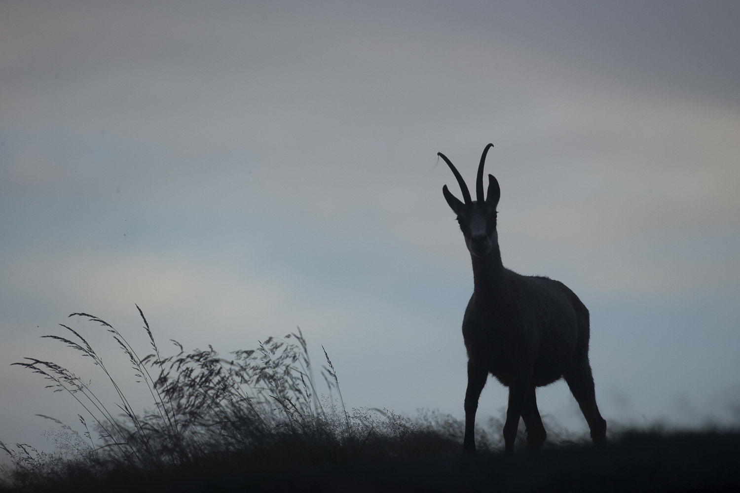 Gamuza de Hohneck o de otro lugar