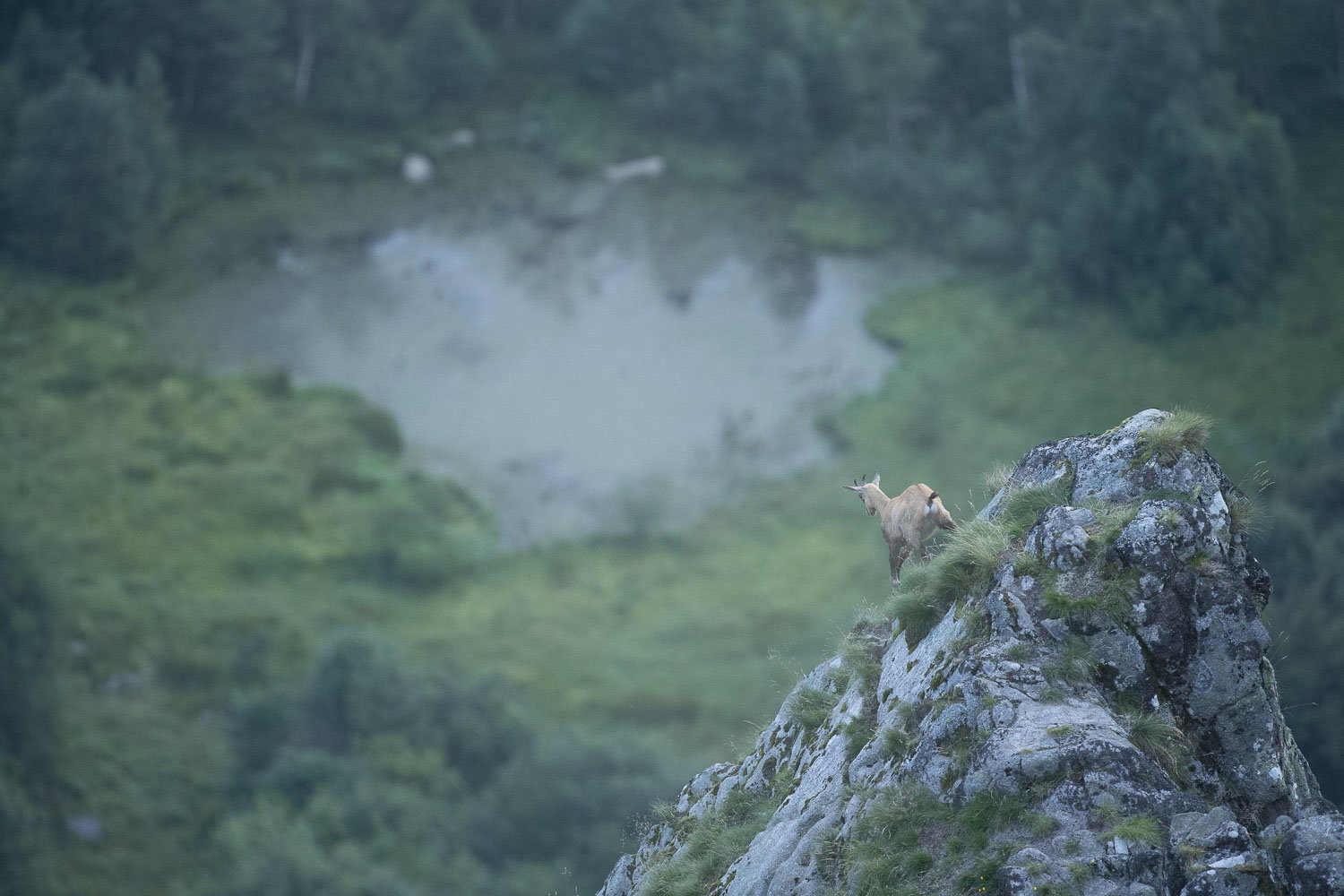 Gamuza de Hohneck o de otro lugar