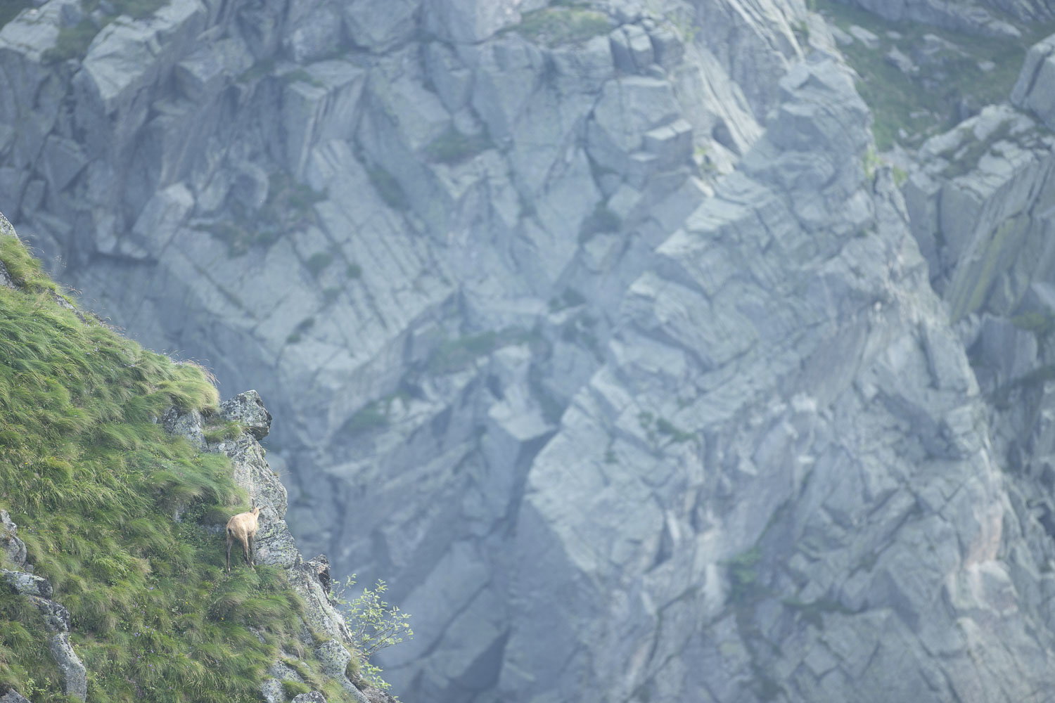 Gamuza de Hohneck o de otro lugar