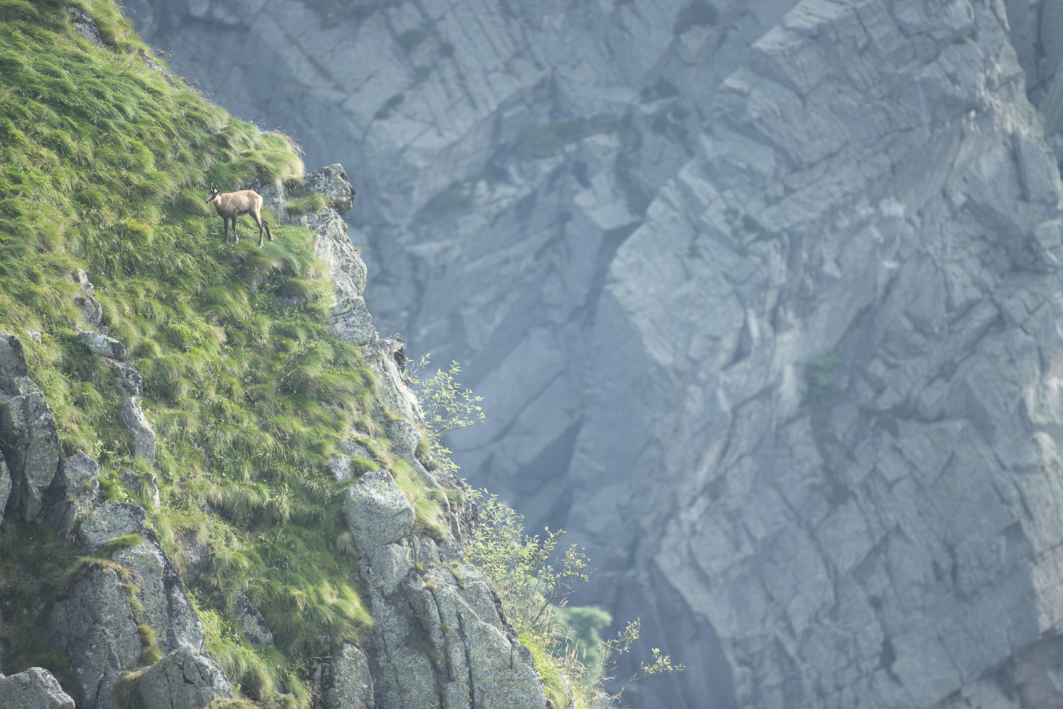 Gamuza de Hohneck o de otro lugar