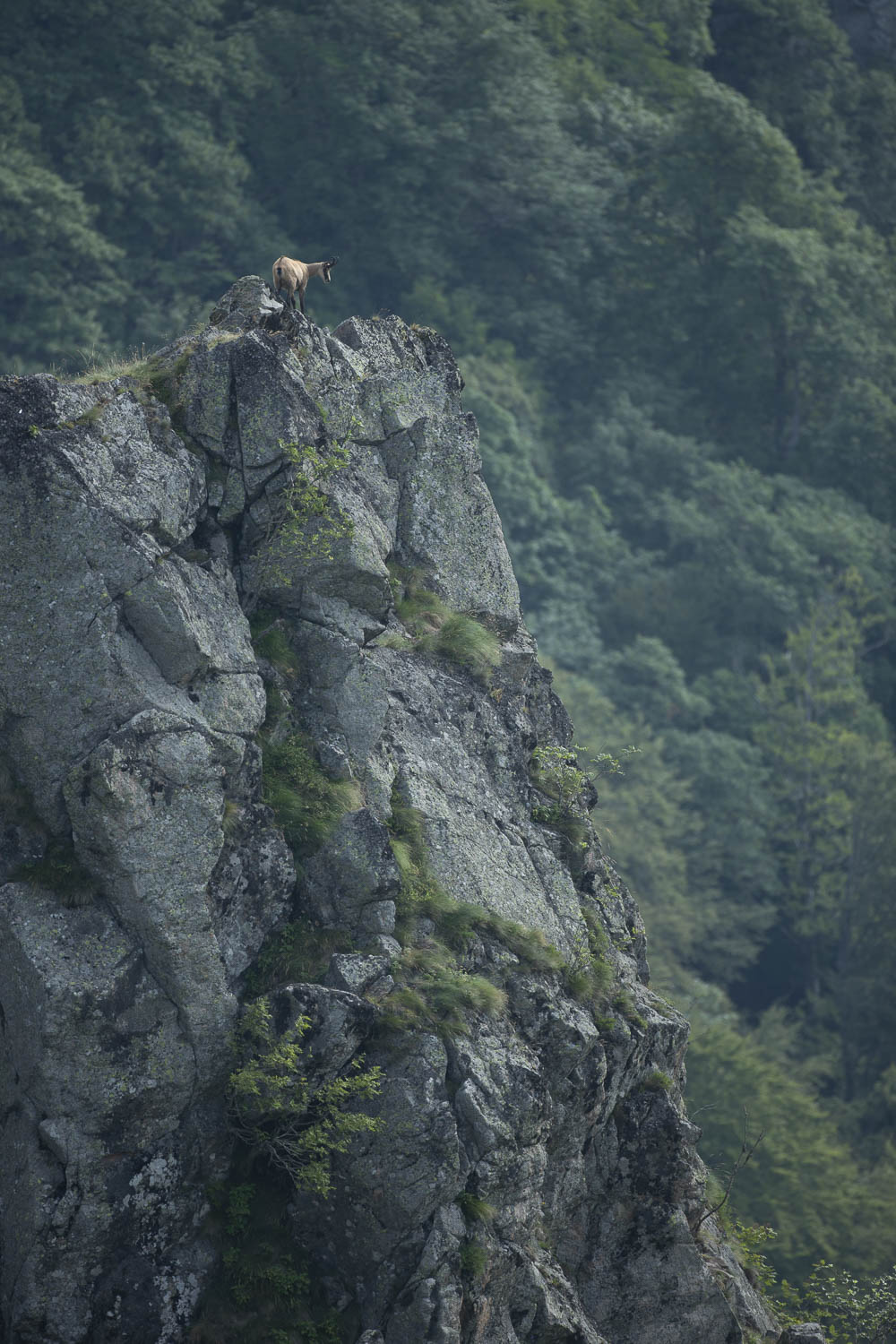 Gamuza de Hohneck o de otro lugar