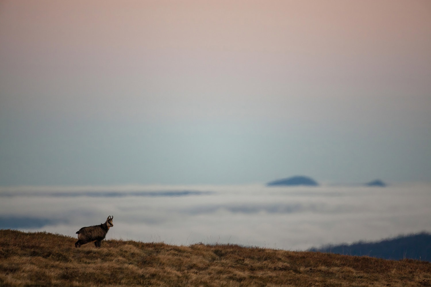 Gamuza de Hohneck o de otro lugar