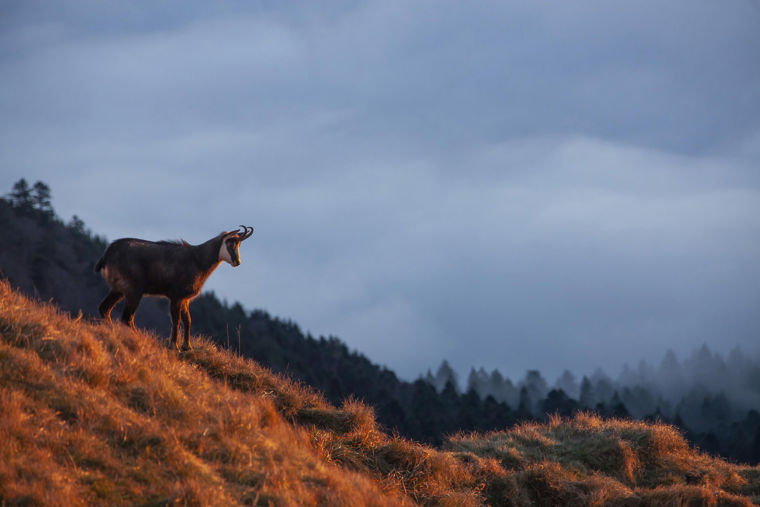 Gamuza de Hohneck o de otro lugar