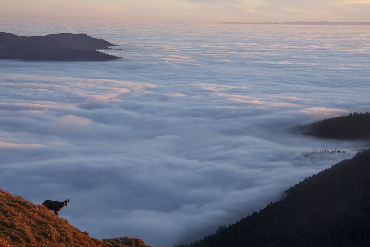 Gamuza de Hohneck o de otro lugar