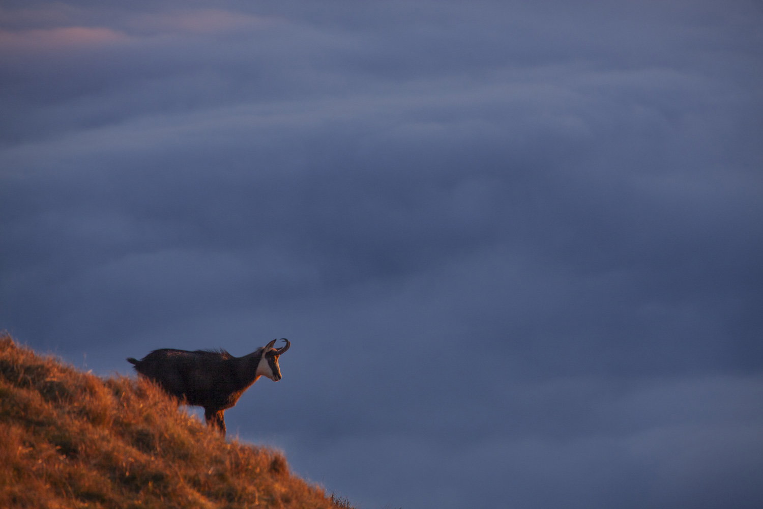 Gamuza de Hohneck o de otro lugar