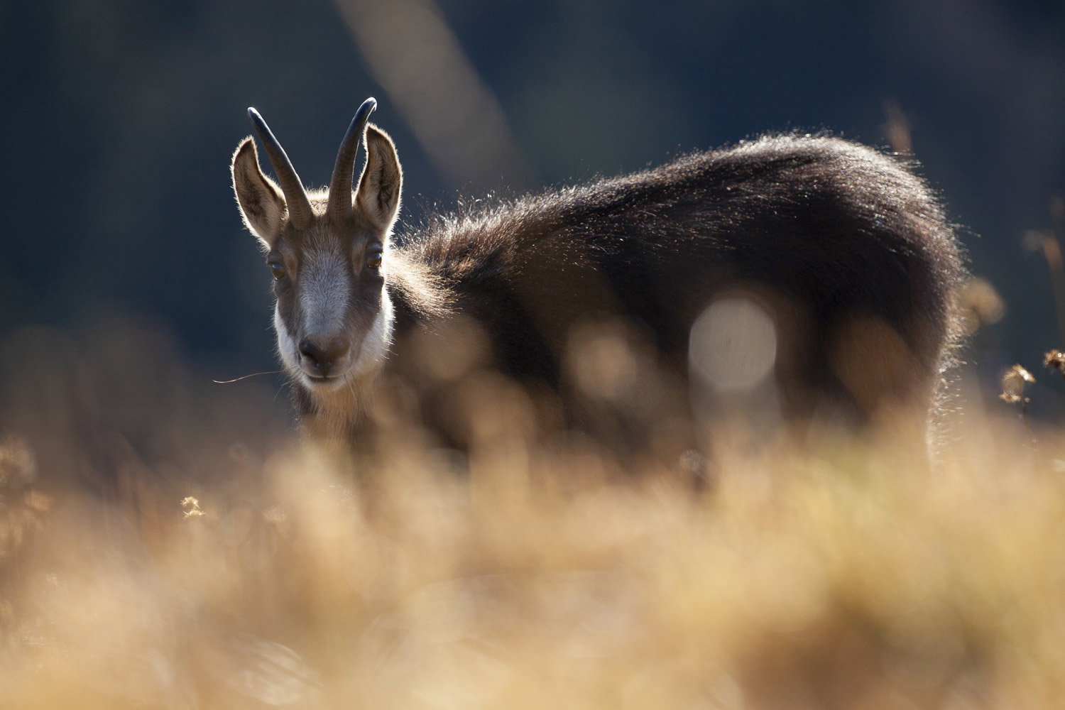 Gamuza de Hohneck o de otro lugar